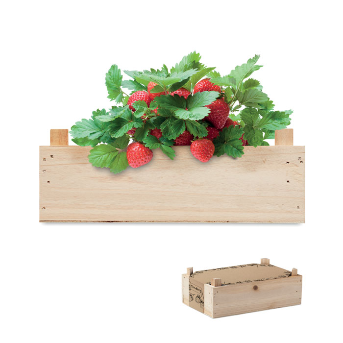STRAWBERRY - Saat-Set Erdbeere