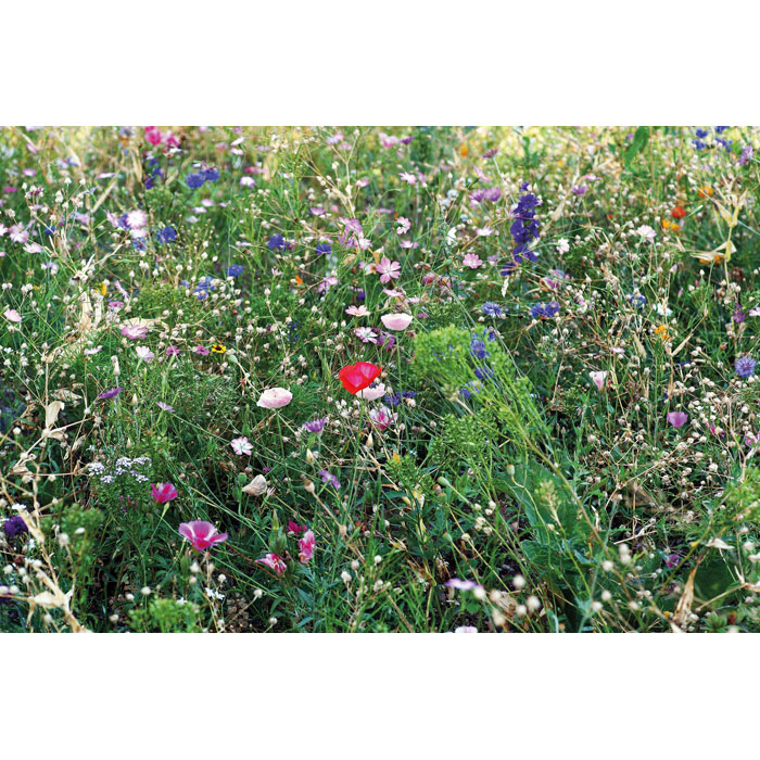 SEEDLOPEBEE - Samen Blumenmischung