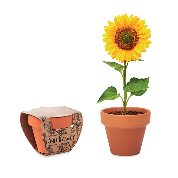 SUNFLOWER - Terracotta-Topf Sonnenblume