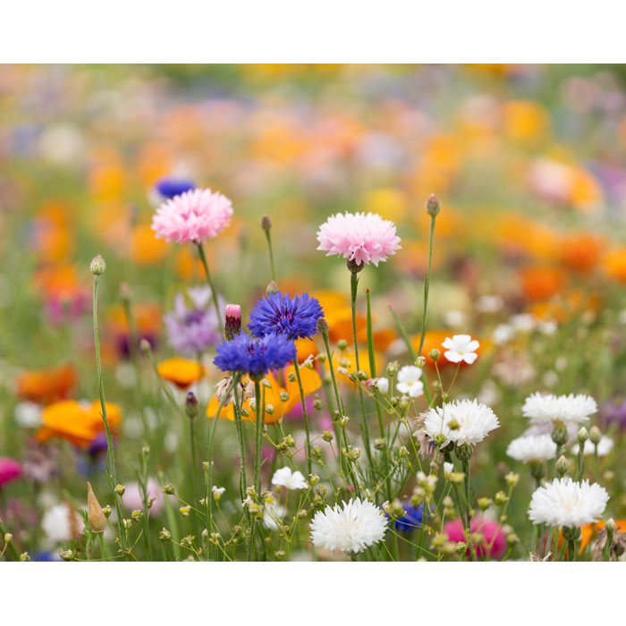 ASIDI - DIN A4 Wildblumen-Samenpapier