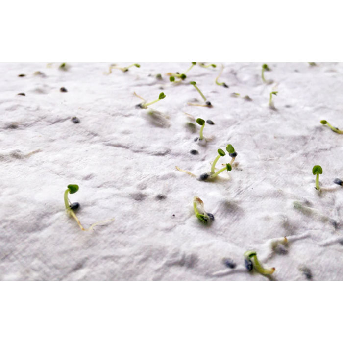 ASIDO - DIN A6 Wildblumen-Samenpapier